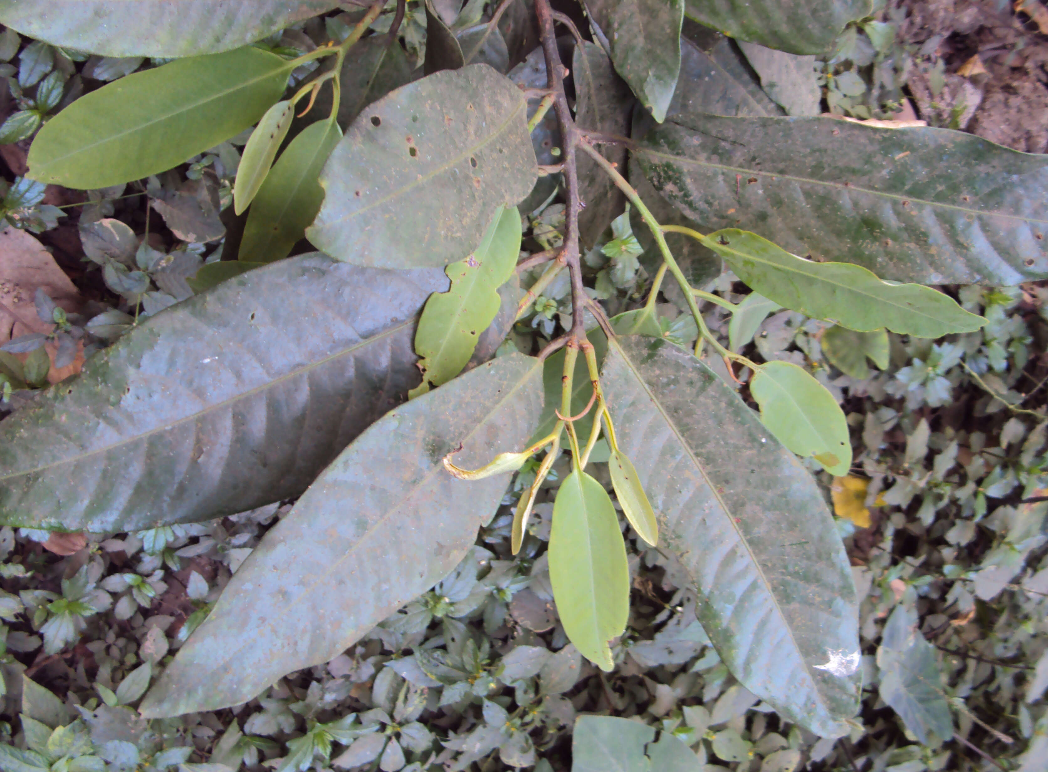 Imagem de Myristica dactyloides