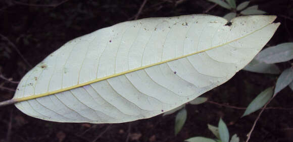 Imagem de Myristica dactyloides