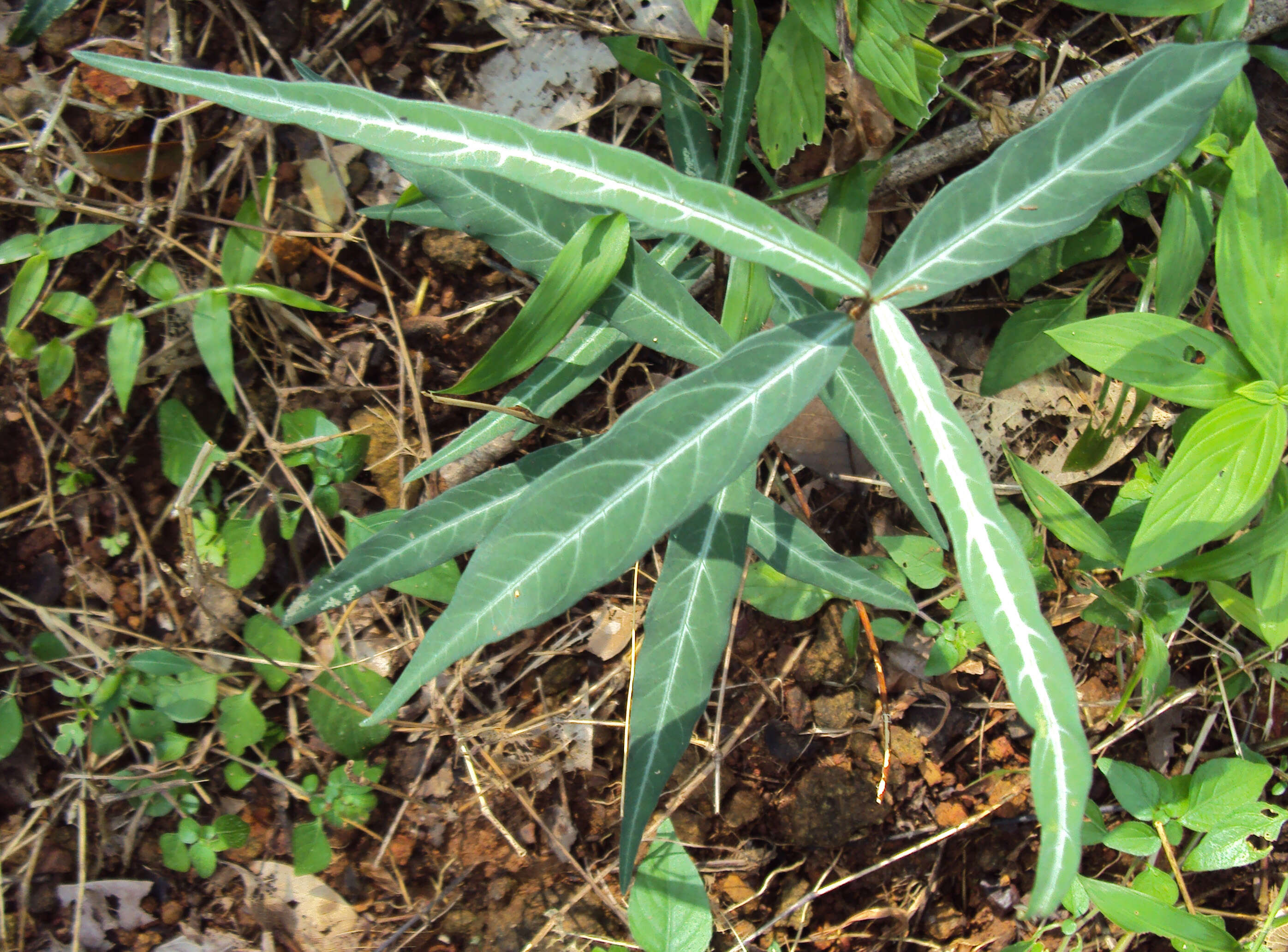 Image de Hemidesmus indicus (L.) R. Br.