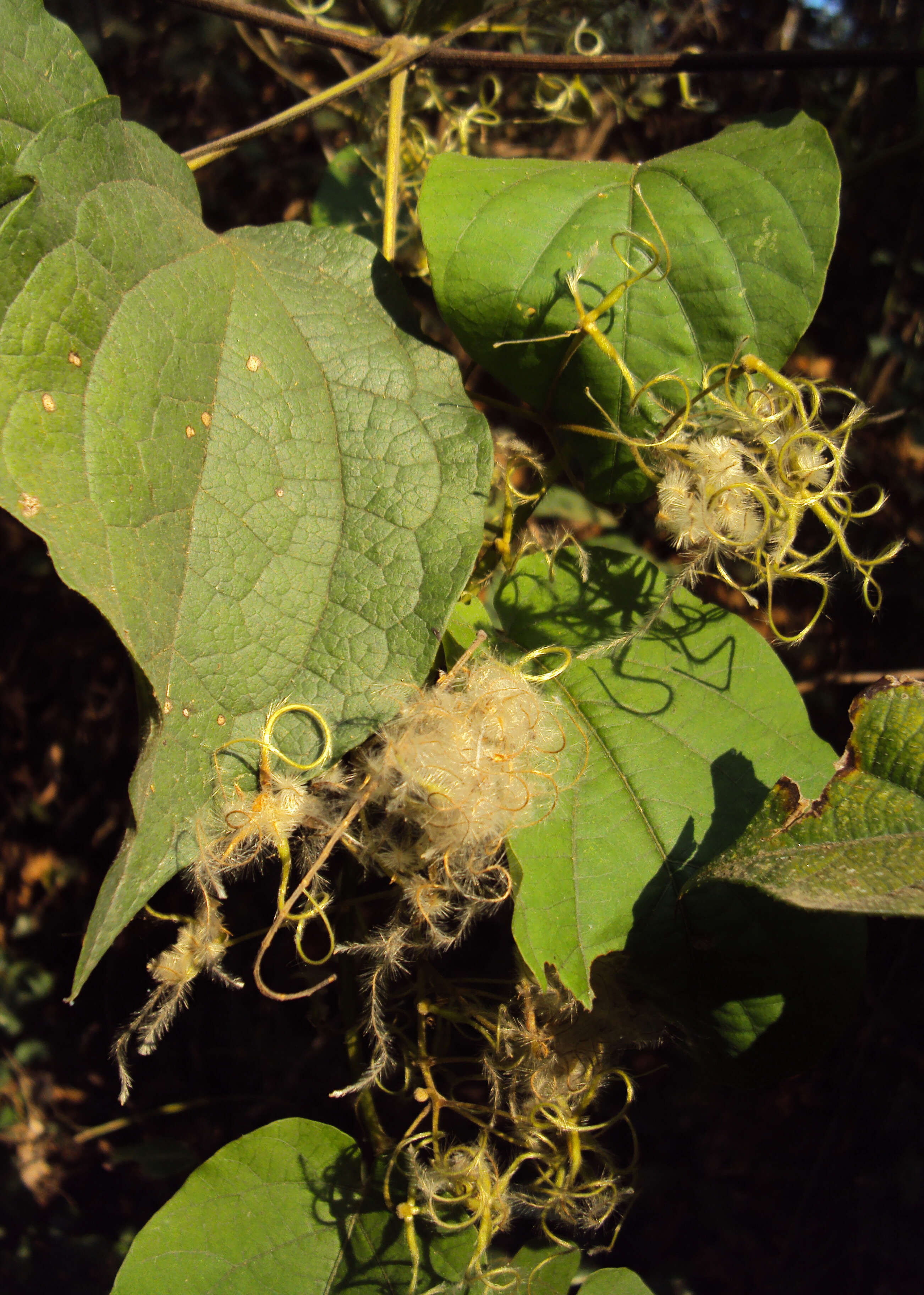 Слика од Clematis zeylanica (L.) Poir.