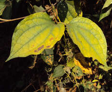 Слика од Clematis zeylanica (L.) Poir.