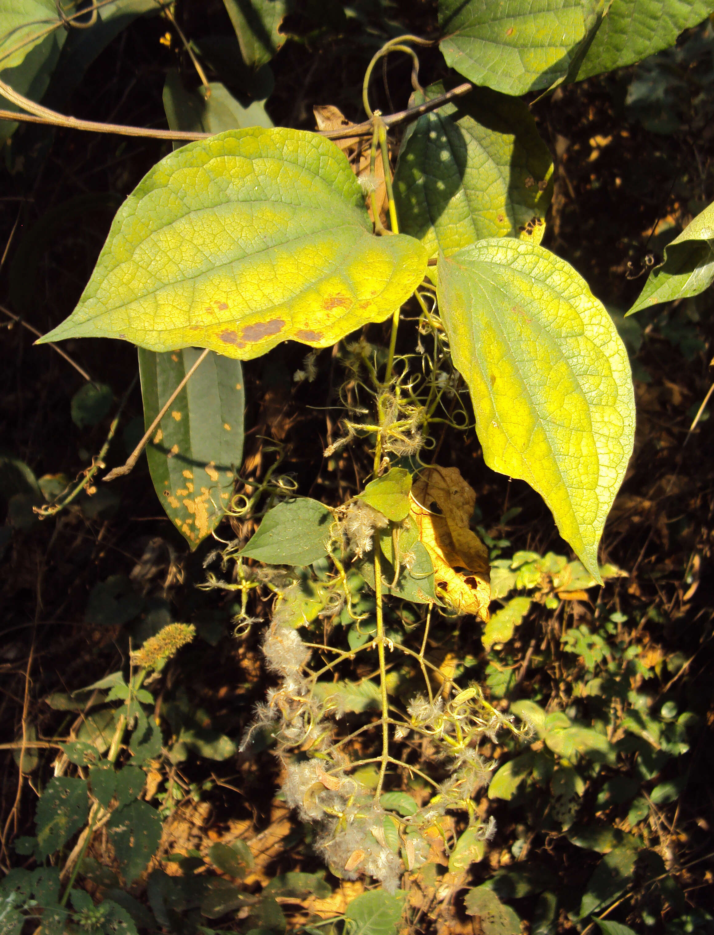 Слика од Clematis zeylanica (L.) Poir.