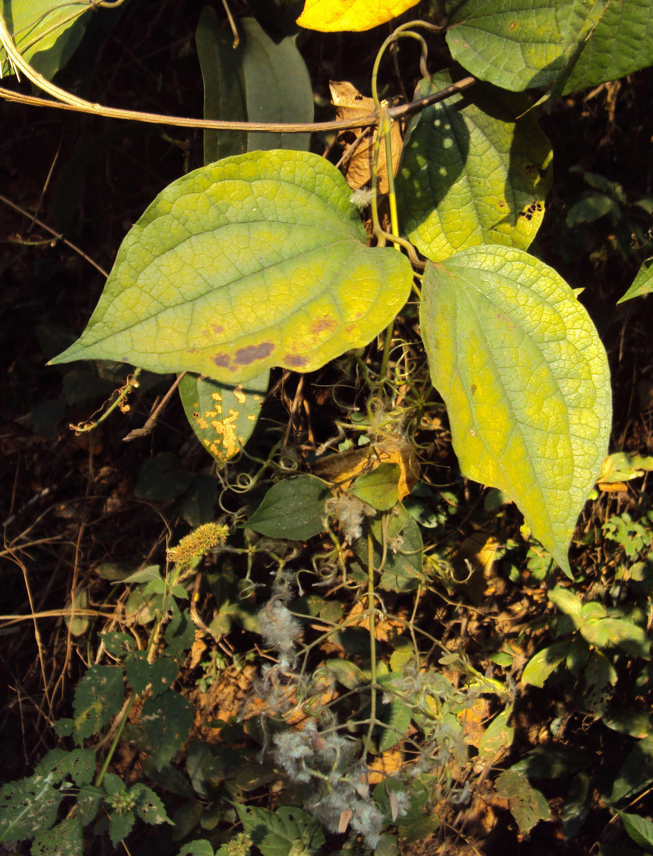 Слика од Clematis zeylanica (L.) Poir.