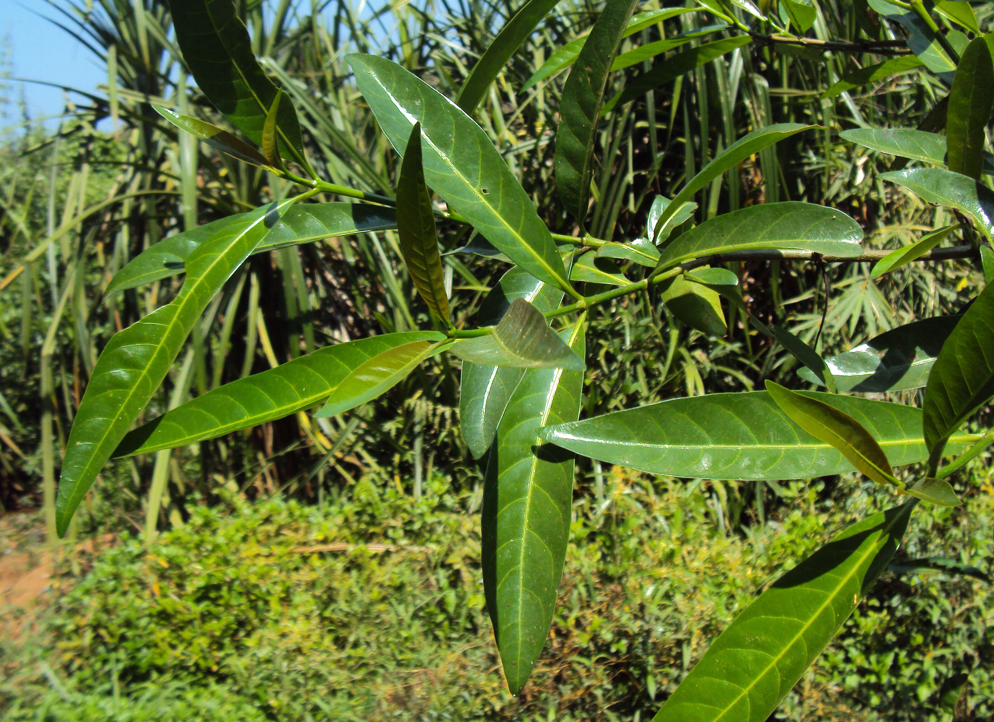 Image of Ochreinauclea missionis (Wall. ex G. Don) Ridsdale