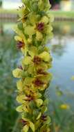 Verbascum nigrum L. resmi