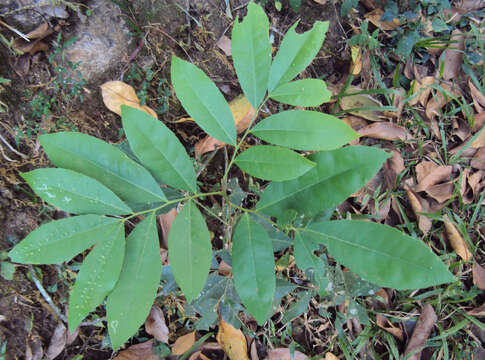 Image of Glycosmis pentaphylla (Retz.) Correa