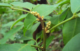 Image of Glycosmis pentaphylla (Retz.) Correa