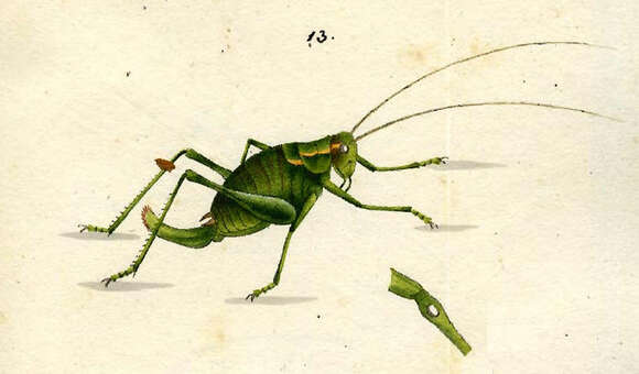 Image of Barbitistes constrictus Brunner von Wattenwyl 1878