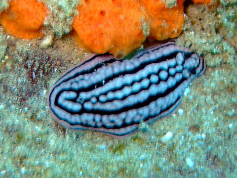 Image of Phyllidiella zeylanica (Kelaart 1859)