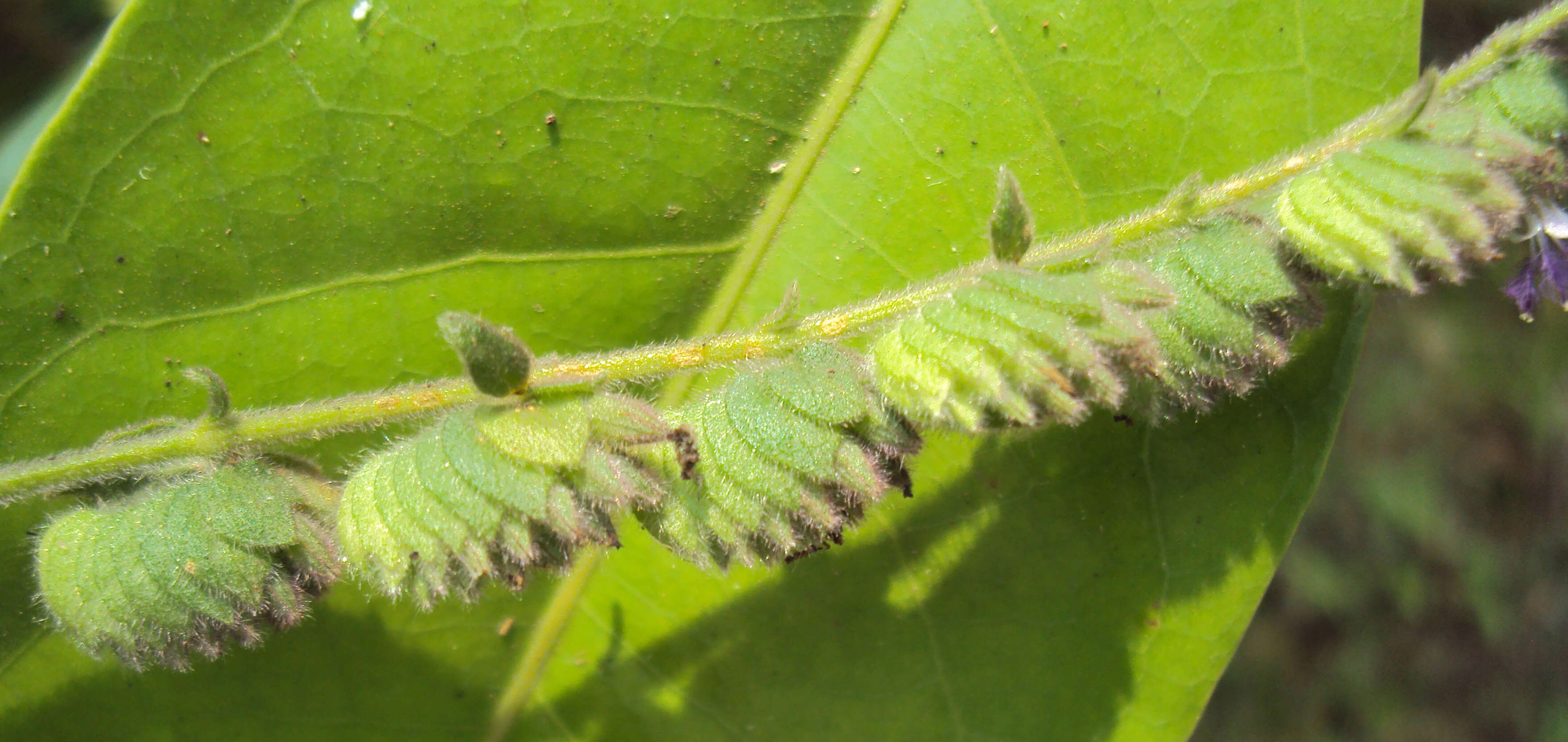 Image of Pogostemon purpurascens Dalzell