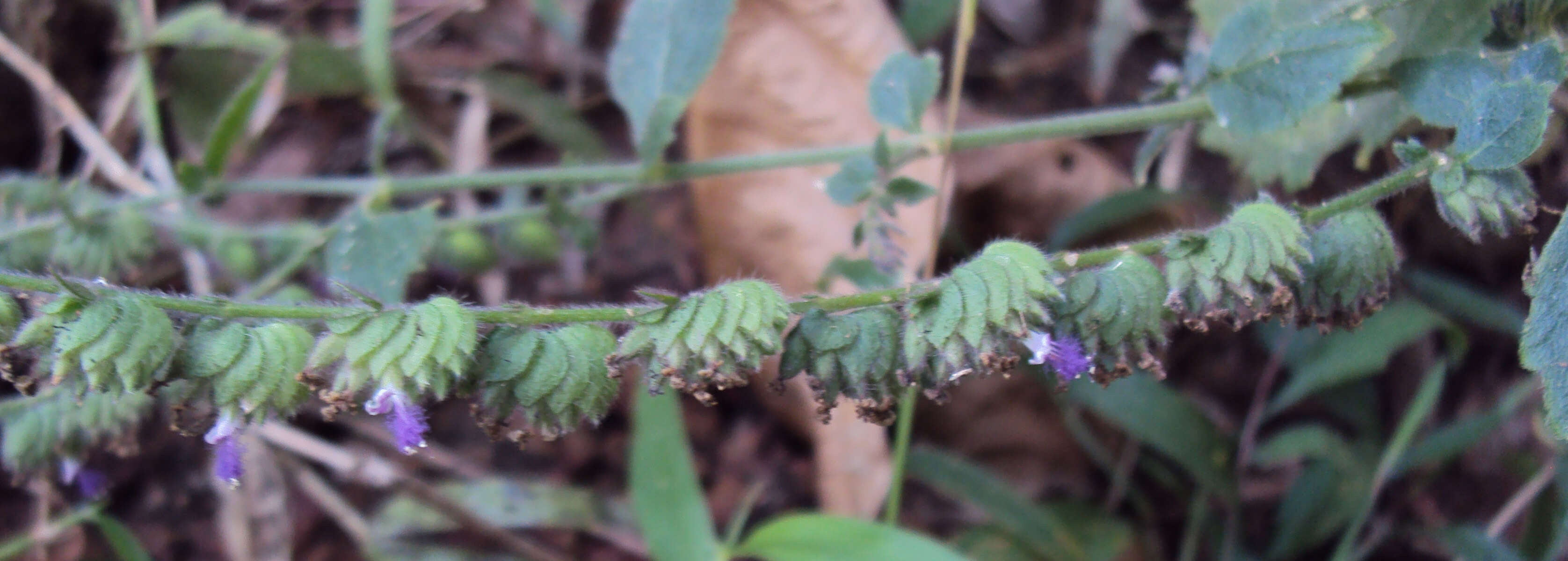 Image of Pogostemon purpurascens Dalzell