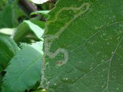 Image of Tomato leaf miner