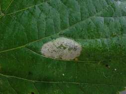 Phyllonorycter sagitella (Bjerkander 1790)的圖片