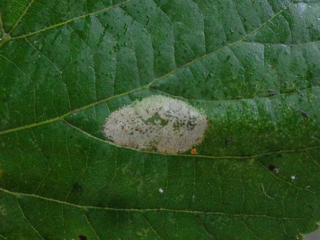 Phyllonorycter sagitella (Bjerkander 1790)的圖片