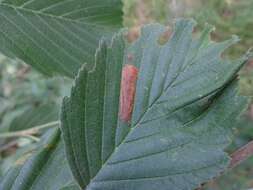 Image of European Alder leafminer