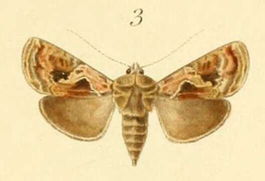 Image of Ctenoplusia dorfmeisteri Felder 1874
