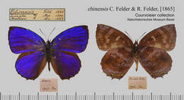 Image of Flos chinensis (Felder & Felder 1865)