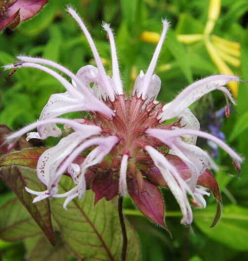 Image of eastern beebalm