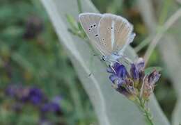 Image of Polyommatus damon