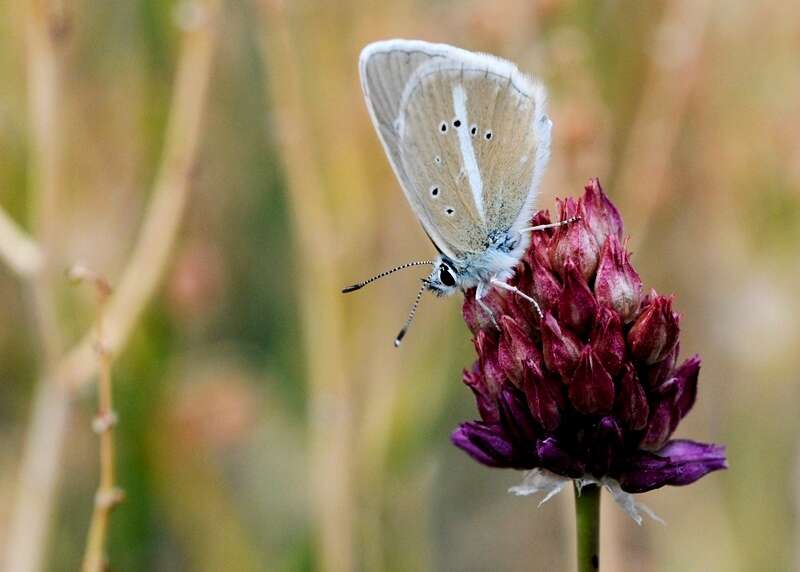 Image of Polyommatus damon