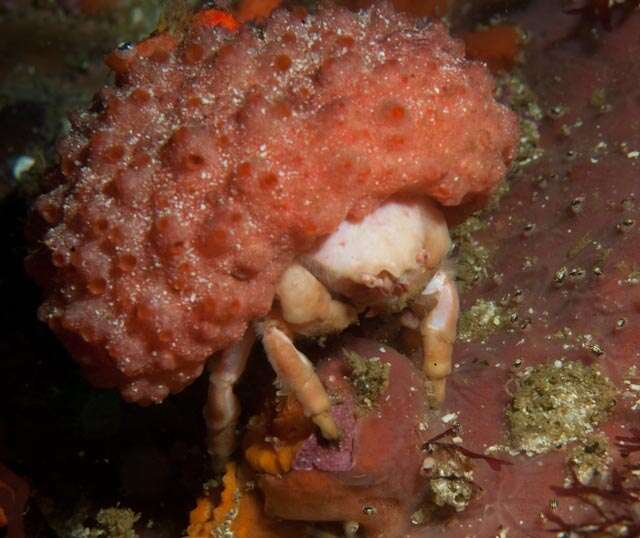 Image of Furred sponge crab