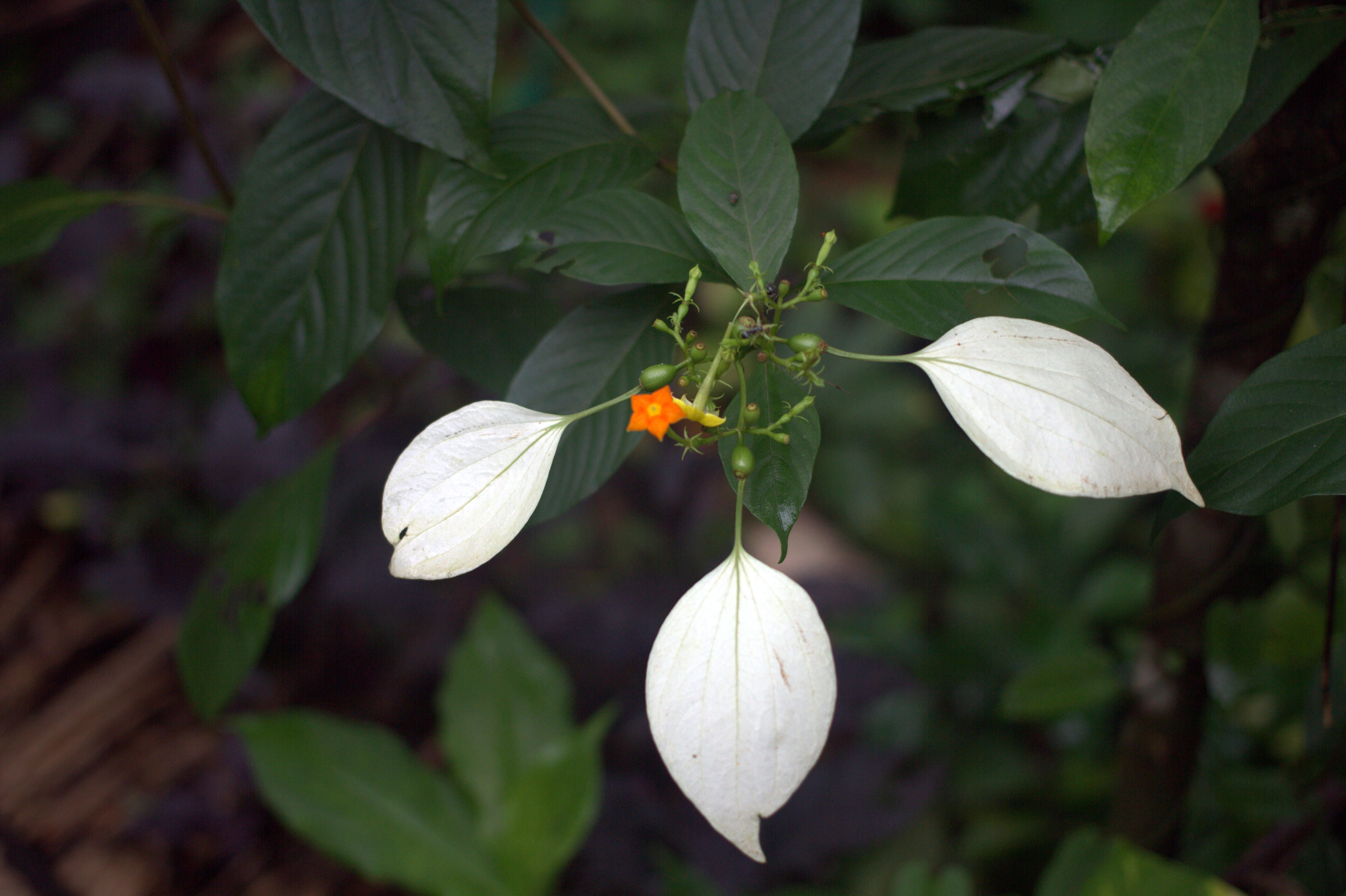 Image of White flag bush