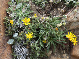 Imagem de Pyrrocoma apargioides (A. Gray) Greene