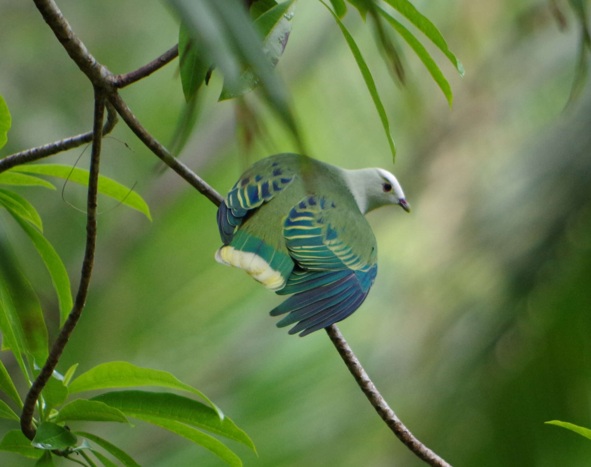 صورة Ptilinopus dupetithouarsii (Néboux 1840)