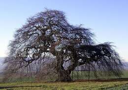 Image of Fagus sylvatica var. suentelensis