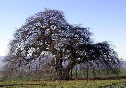 Image of Fagus sylvatica var. suentelensis