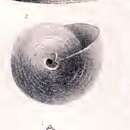 Sivun Calliostoma maurolici (G. Seguenza 1876) kuva