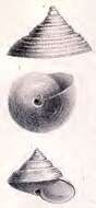 Image of Calliostoma maurolici (G. Seguenza 1876)