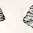 Image de Calliostoma occidentale (Mighels & C. B. Adams 1842)