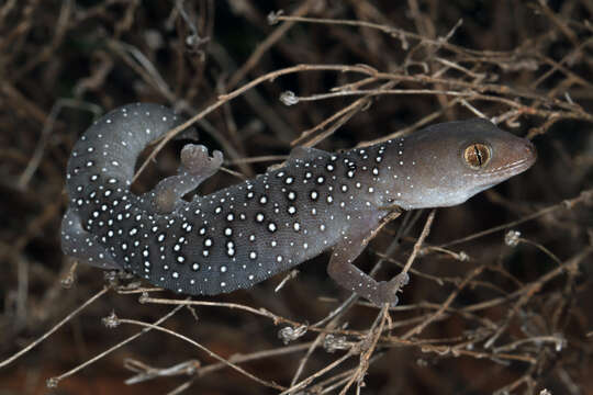 Image of Jewelled Gecko