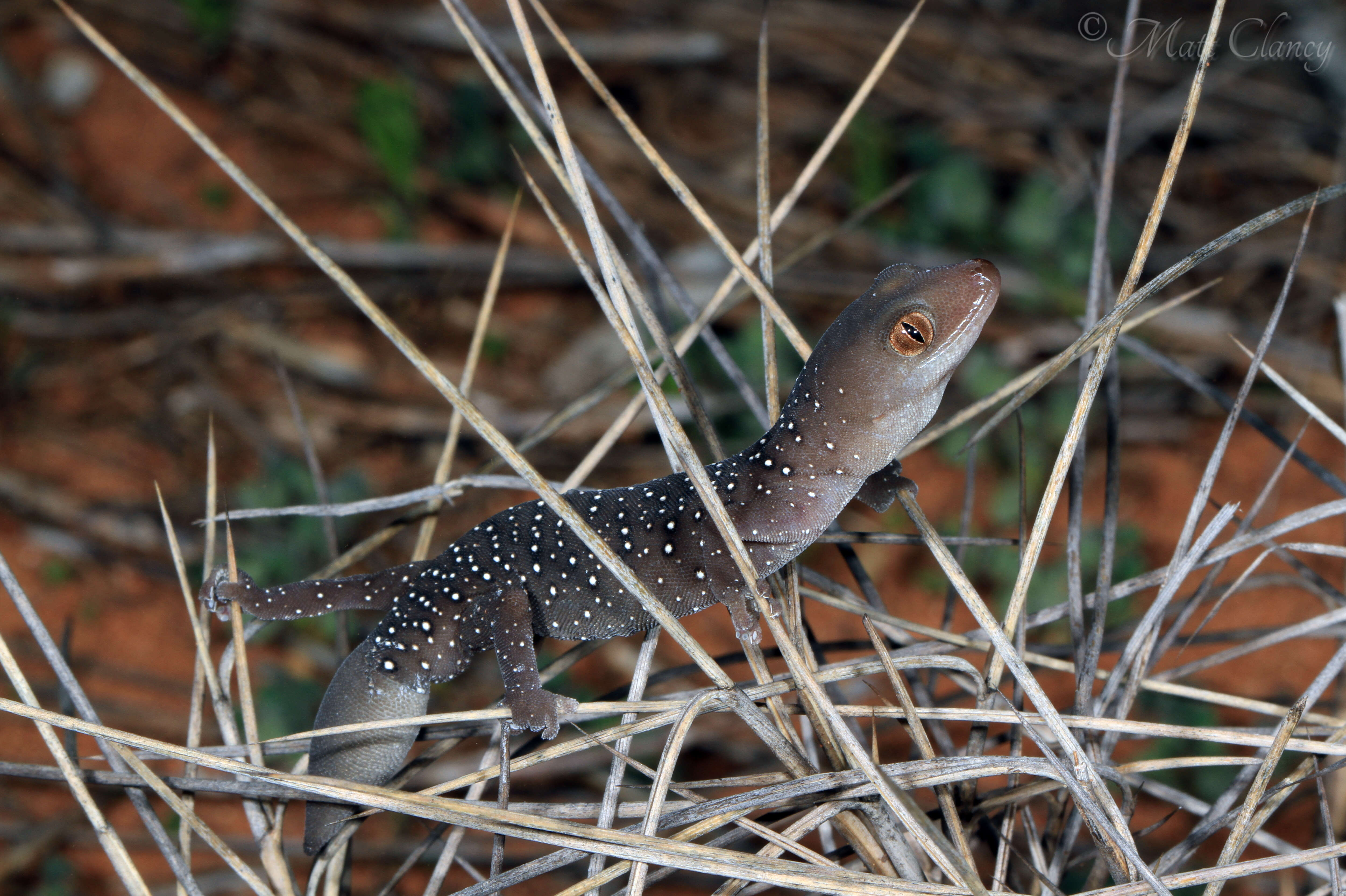 Слика од Strophurus elderi (Stirling & Zietz 1893)