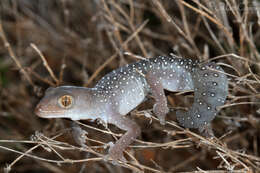 Image of Jewelled Gecko