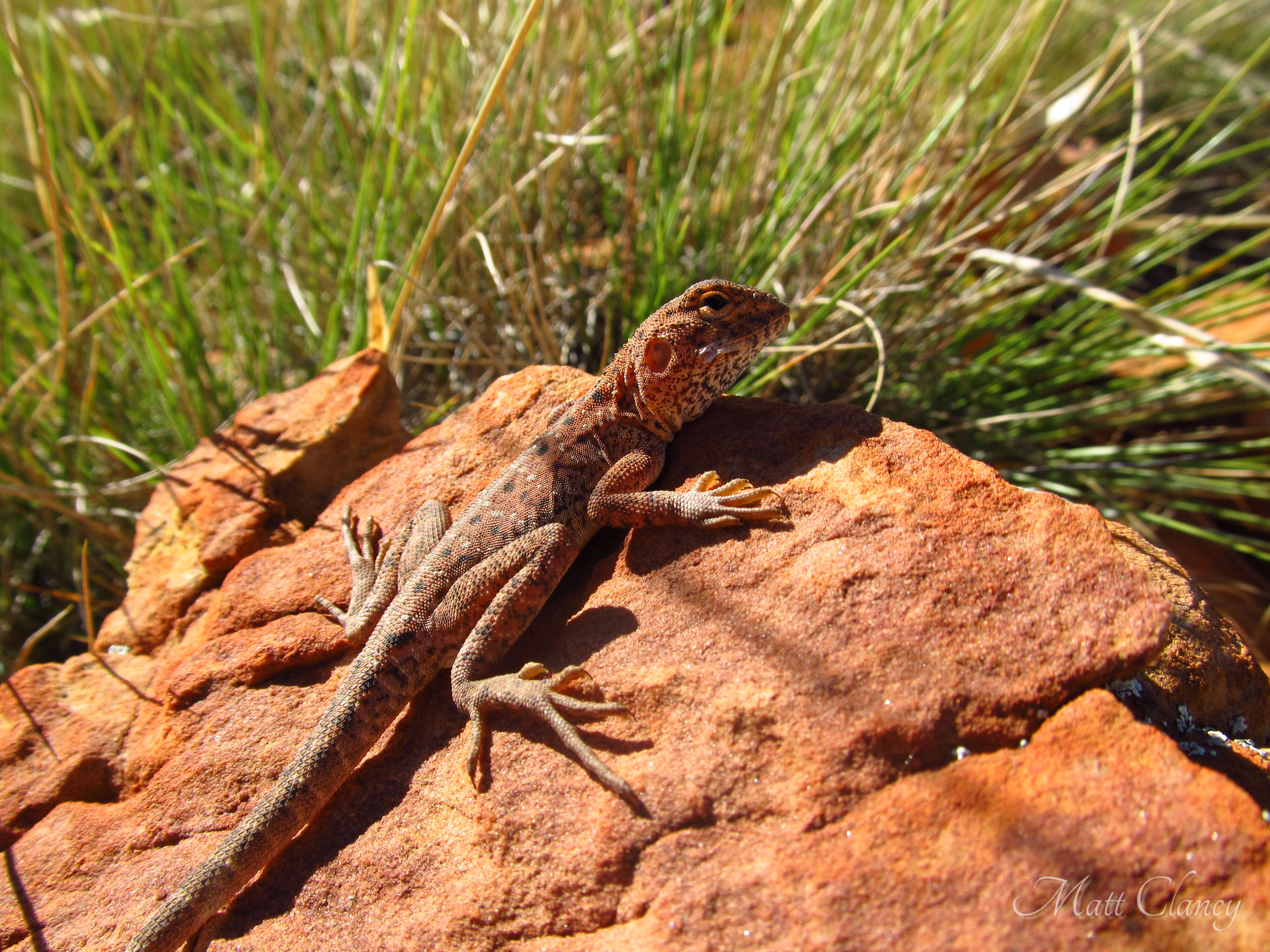 Ctenophorus caudicinctus (Günther 1875) resmi