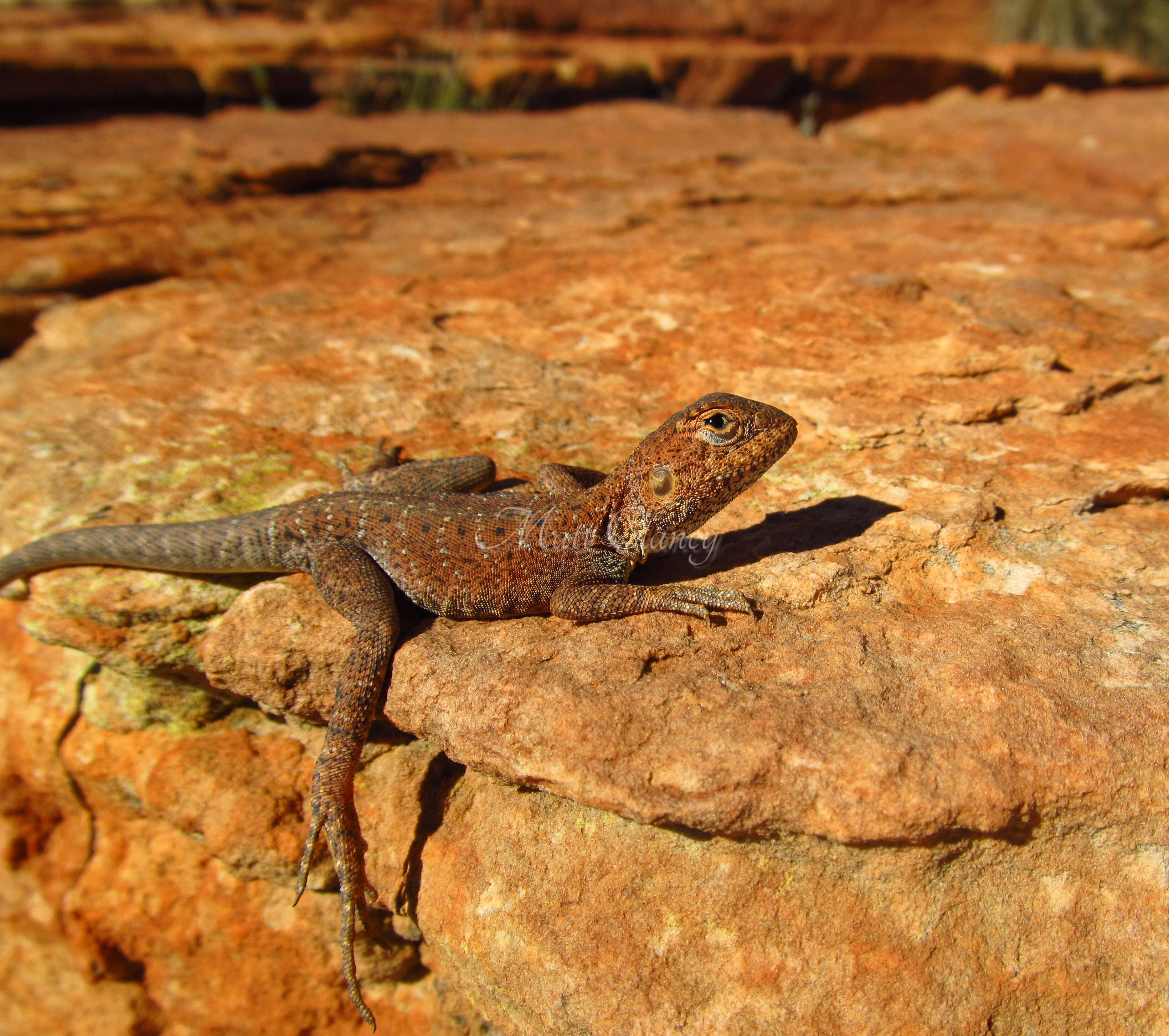 Ctenophorus caudicinctus (Günther 1875) resmi