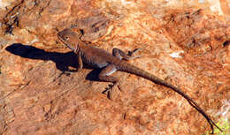 Image of Ring-tailed dragon