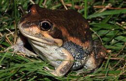 Image of Banjo Frog