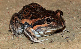 Image of Banjo Frog