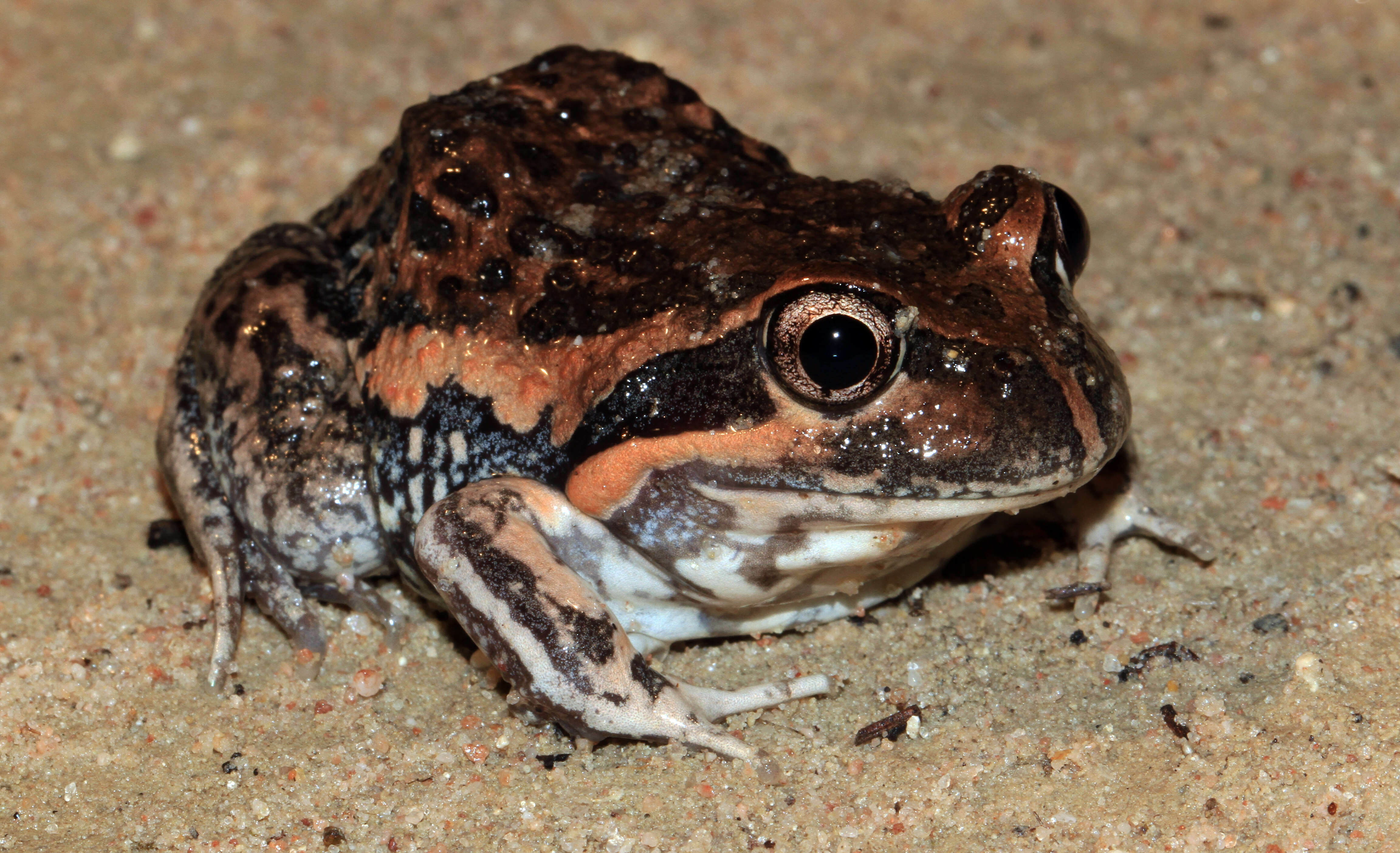 Image of Banjo Frog