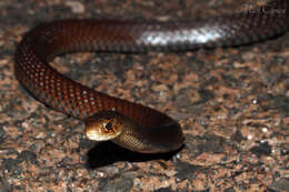 Image of Black whip snake