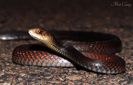 Image of Black whip snake