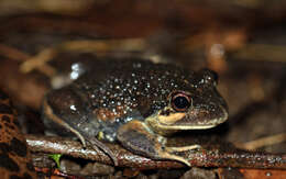 Image of Banjo Frog