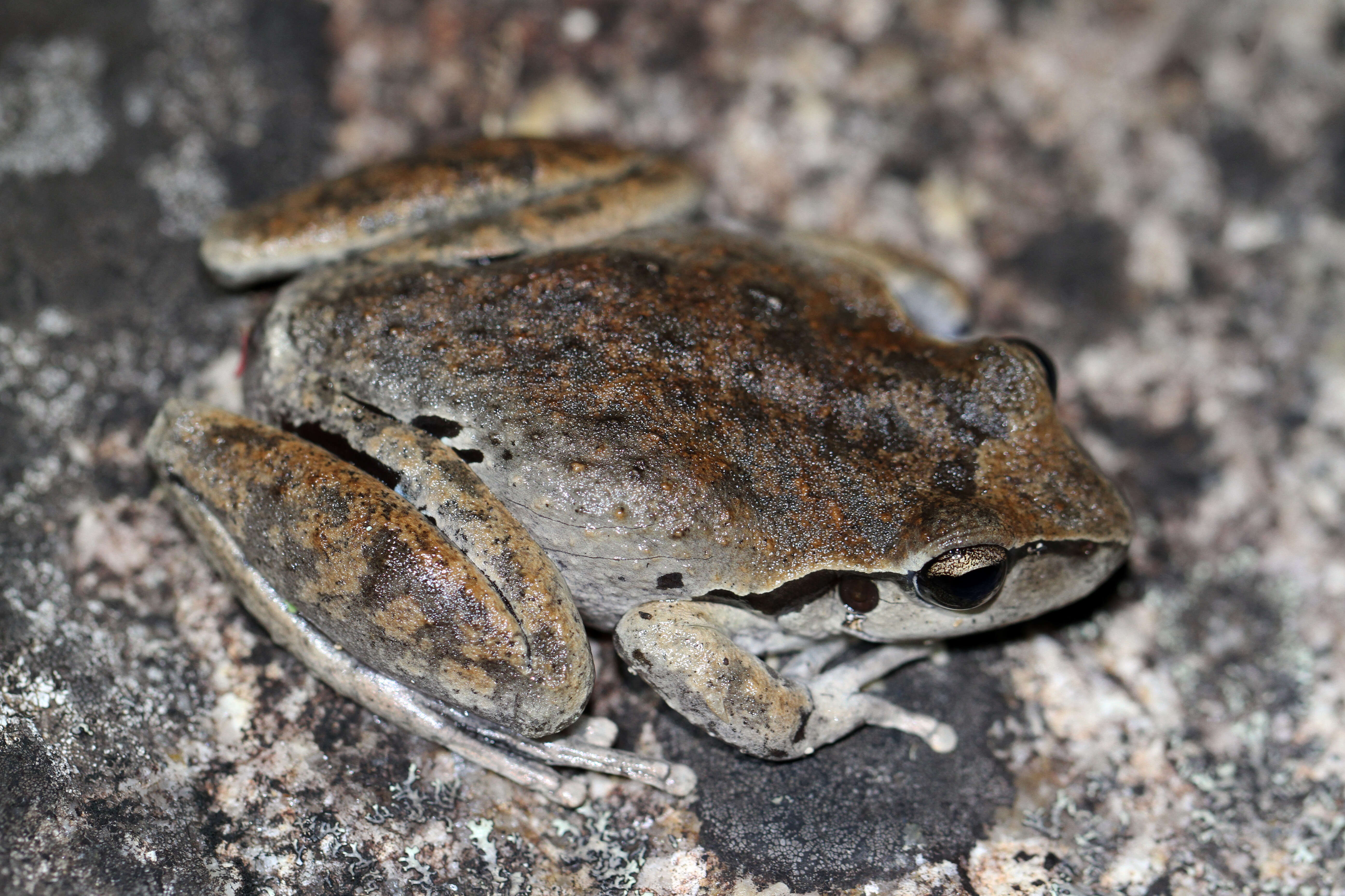 Image of Lesueur's frog