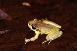 Image of Lesueur's frog