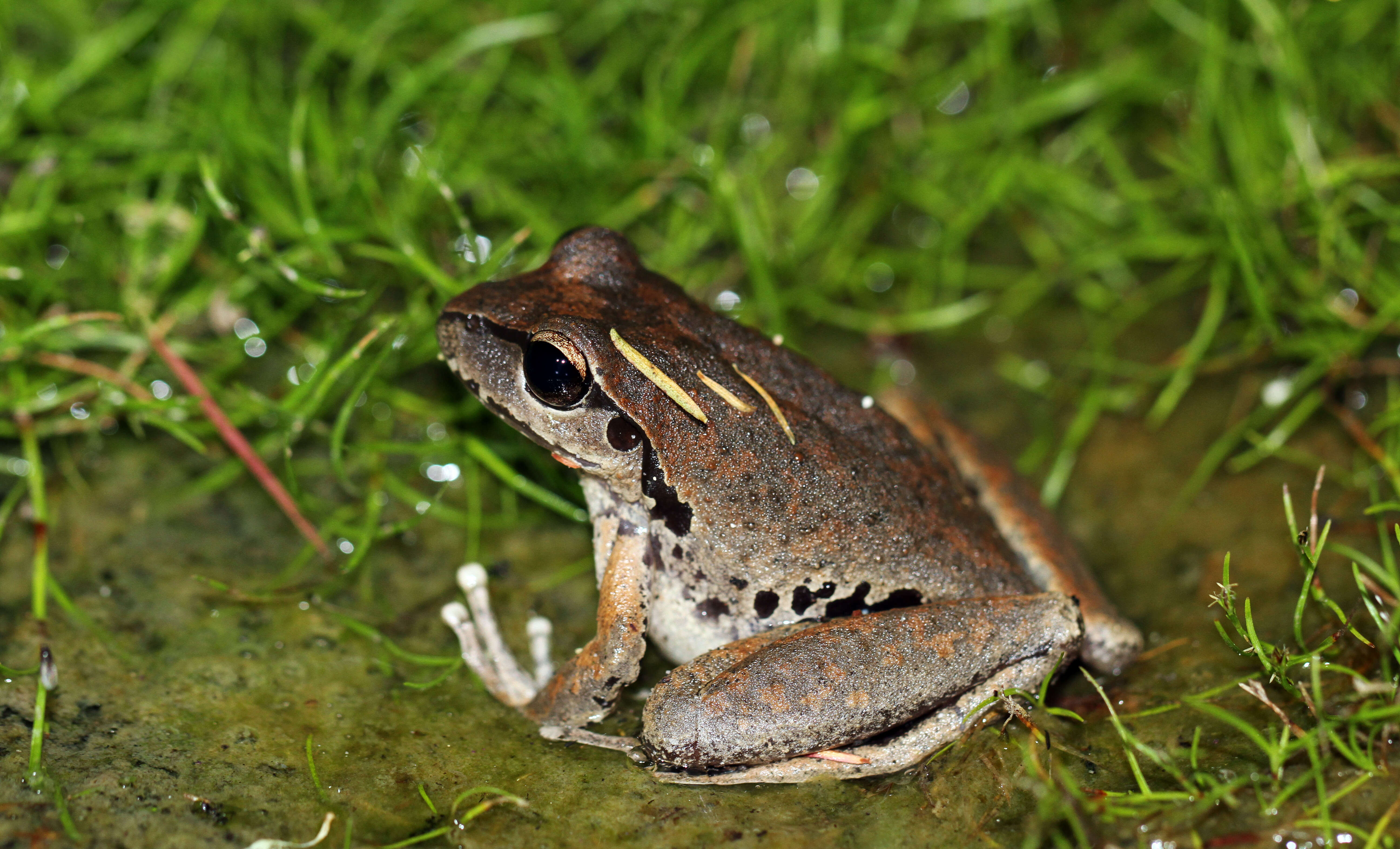Image of Lesueur's frog