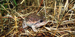 Image of Banjo Frog