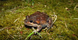 Image of Banjo Frog